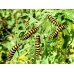 Cinnabar Moth Hipocrita jacobaeae Larvae 